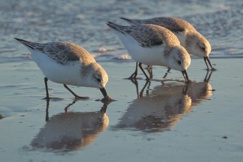 Sanderling 小沢渡町海岸 Sun, 2/26/2023