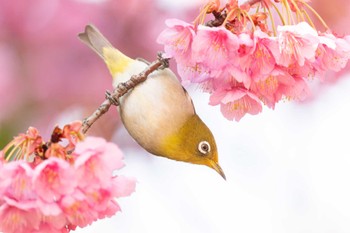 2024年2月3日(土) 荏原神社の野鳥観察記録