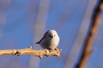 Long-tailed tit(japonicus) Makomanai Park Sat, 12/23/2023