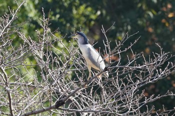 Black-crowned Night Heron 泉の森公園 Sat, 12/16/2023