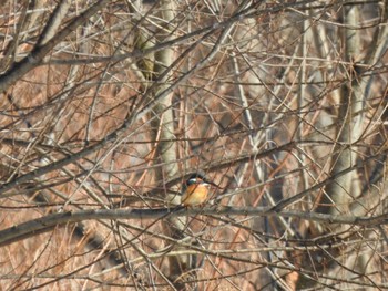 Common Kingfisher 帯広市 帯広川 Sun, 2/4/2024