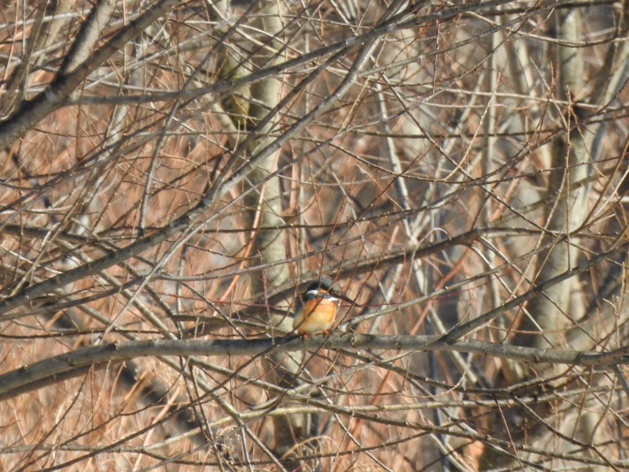 Common Kingfisher