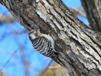 Sun, 2/4/2024 Birding report at 帯広市 帯広川