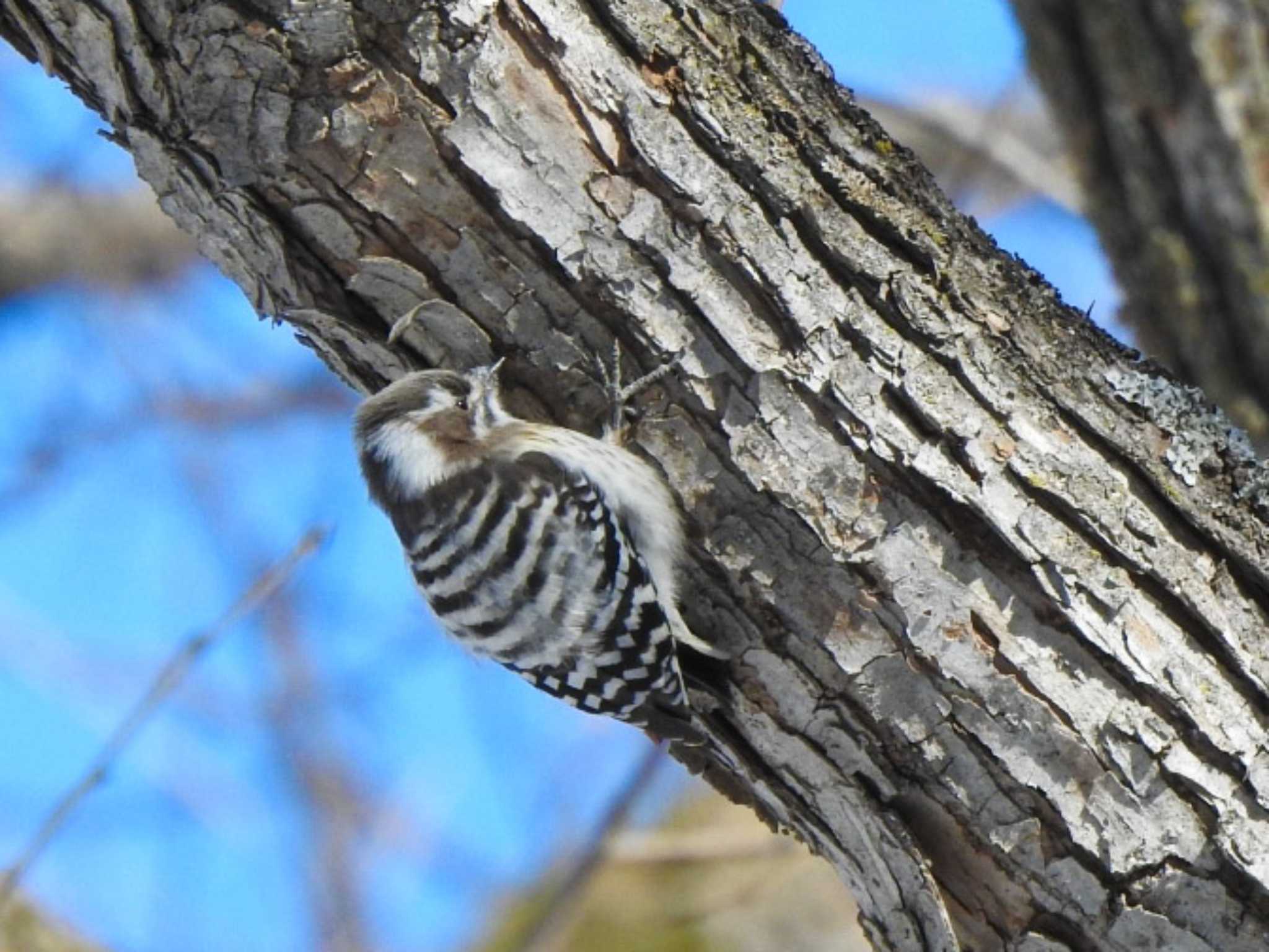 Japanese Pygmy Woodpecker