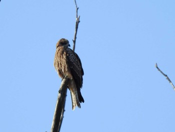 Black Kite 帯広市 帯広川 Sun, 2/4/2024