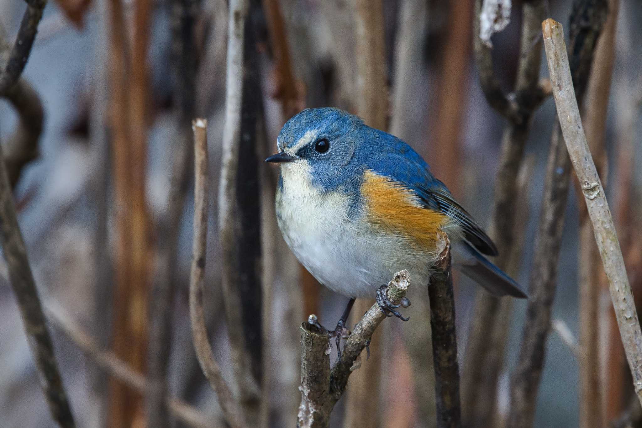 Red-flanked Bluetail