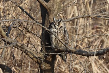 Sat, 2/3/2024 Birding report at 庄内川