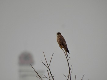 Merlin 滋賀県 Mon, 2/5/2024