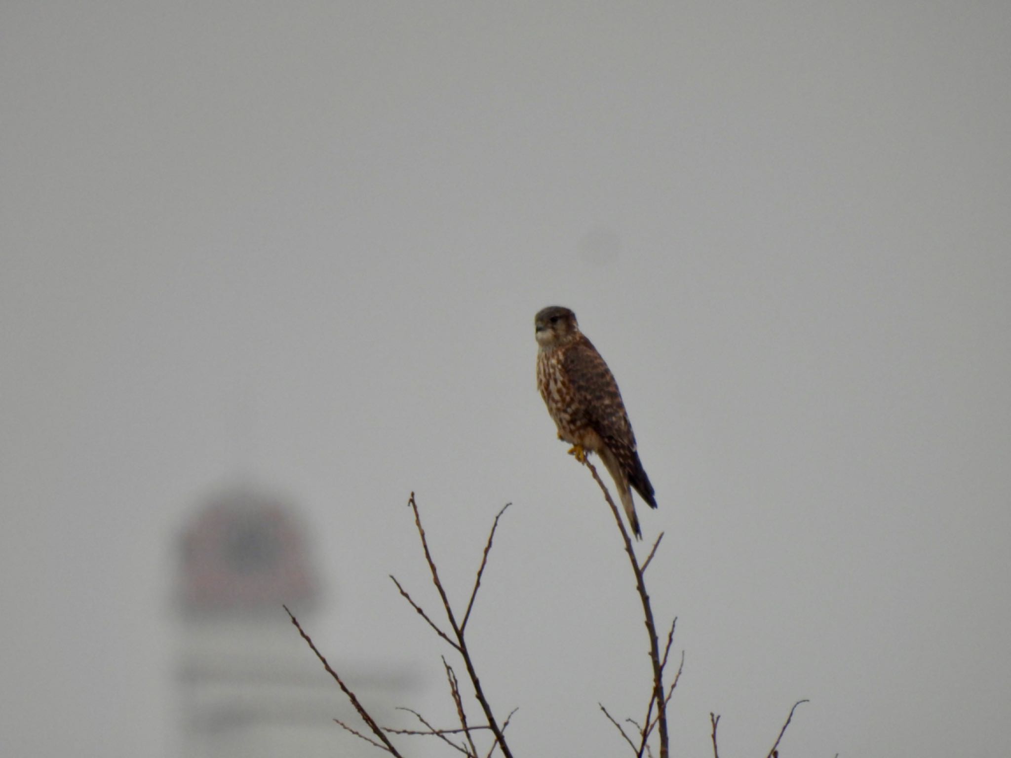 Photo of Merlin at 滋賀県 by カモちゃん