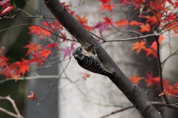 Japanese Pygmy Woodpecker 泉の森公園 Sat, 12/16/2023