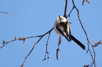 Long-tailed tit(japonicus) 北海道 函館市 東山 Mon, 2/5/2024