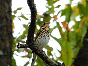 Olive-backed Pipit Ooaso Wild Bird Forest Park Mon, 11/19/2018