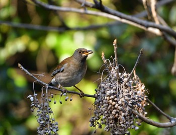 シロハラ 東京港野鳥公園 2024年2月3日(土)