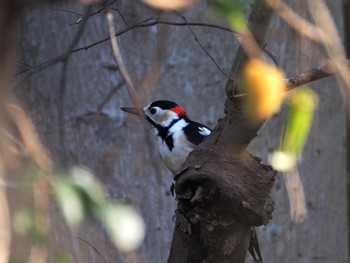 Great Spotted Woodpecker 大堀川水辺公園 Wed, 1/31/2024