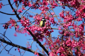 Green-backed Tit 阿里山国家森林遊楽区 Mon, 1/22/2024