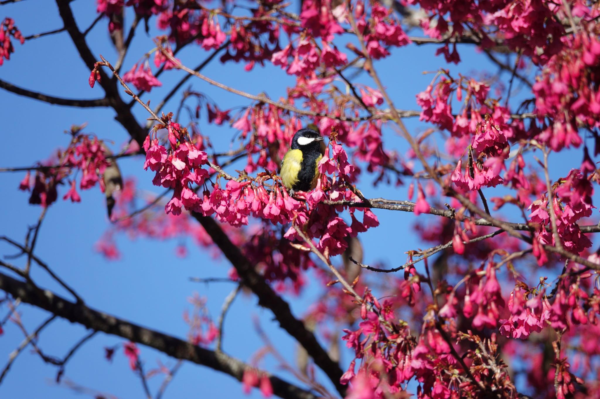 Green-backed Tit