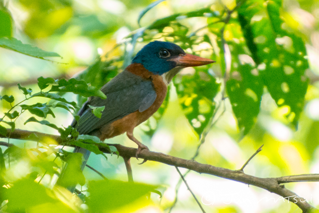 Photo of Green-backed Kingfisher at Tangkoko NR(Indonesia Sulawesi Island) by Jun Matsui