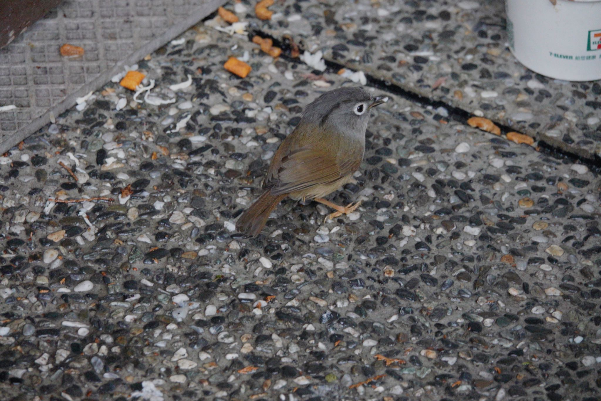 Grey-cheeked Fulvetta