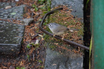 Grey-cheeked Fulvetta 阿里山国家森林遊楽区 Tue, 1/23/2024