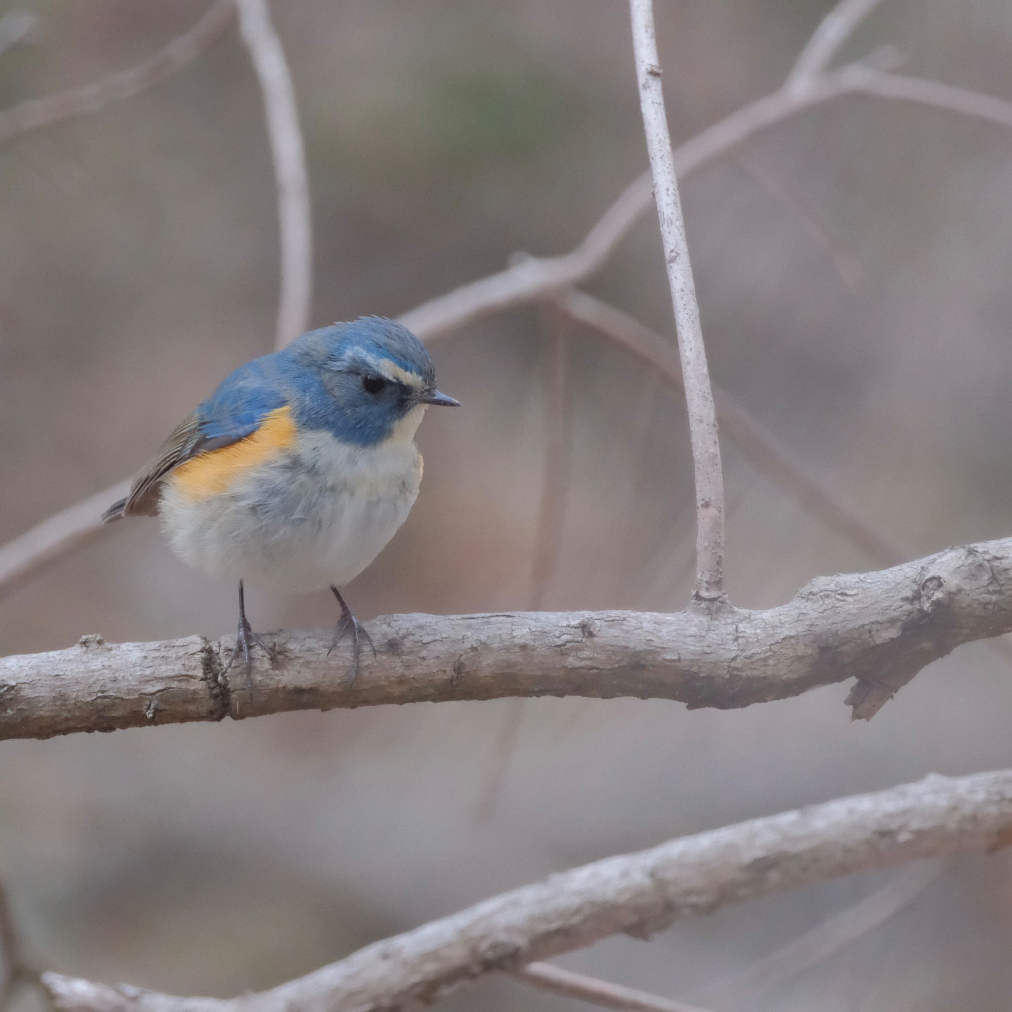 Red-flanked Bluetail