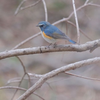 ルリビタキ 秋ヶ瀬公園(野鳥の森) 2024年1月28日(日)