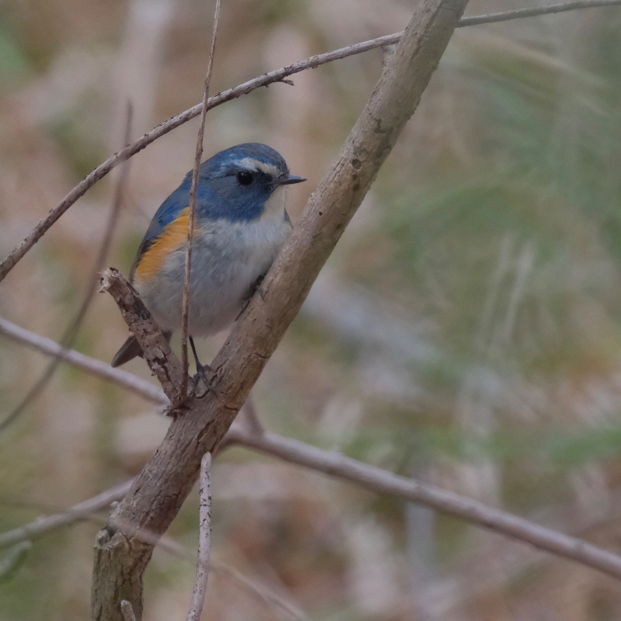 Red-flanked Bluetail