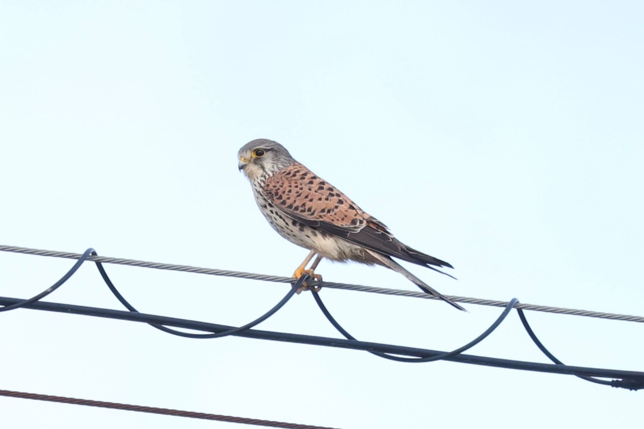 Common Kestrel