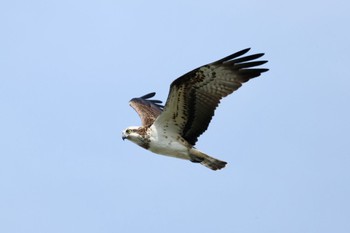 Osprey 土留木川河口(東海市) Sun, 2/4/2024