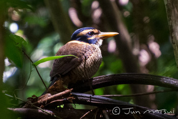 Scaly-breasted Kingfisher