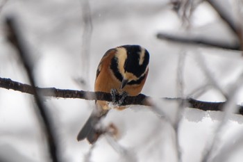 Varied Tit 大室公園 Mon, 2/5/2024