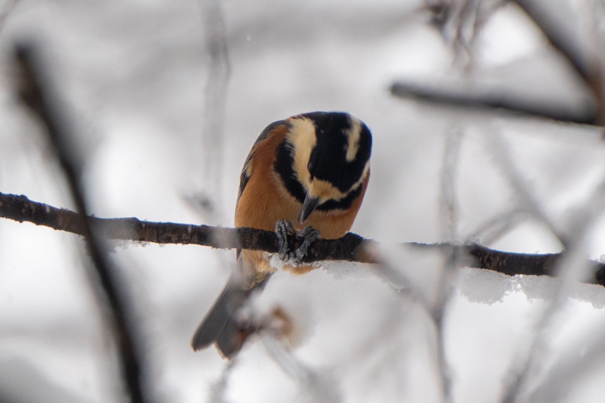 Varied Tit