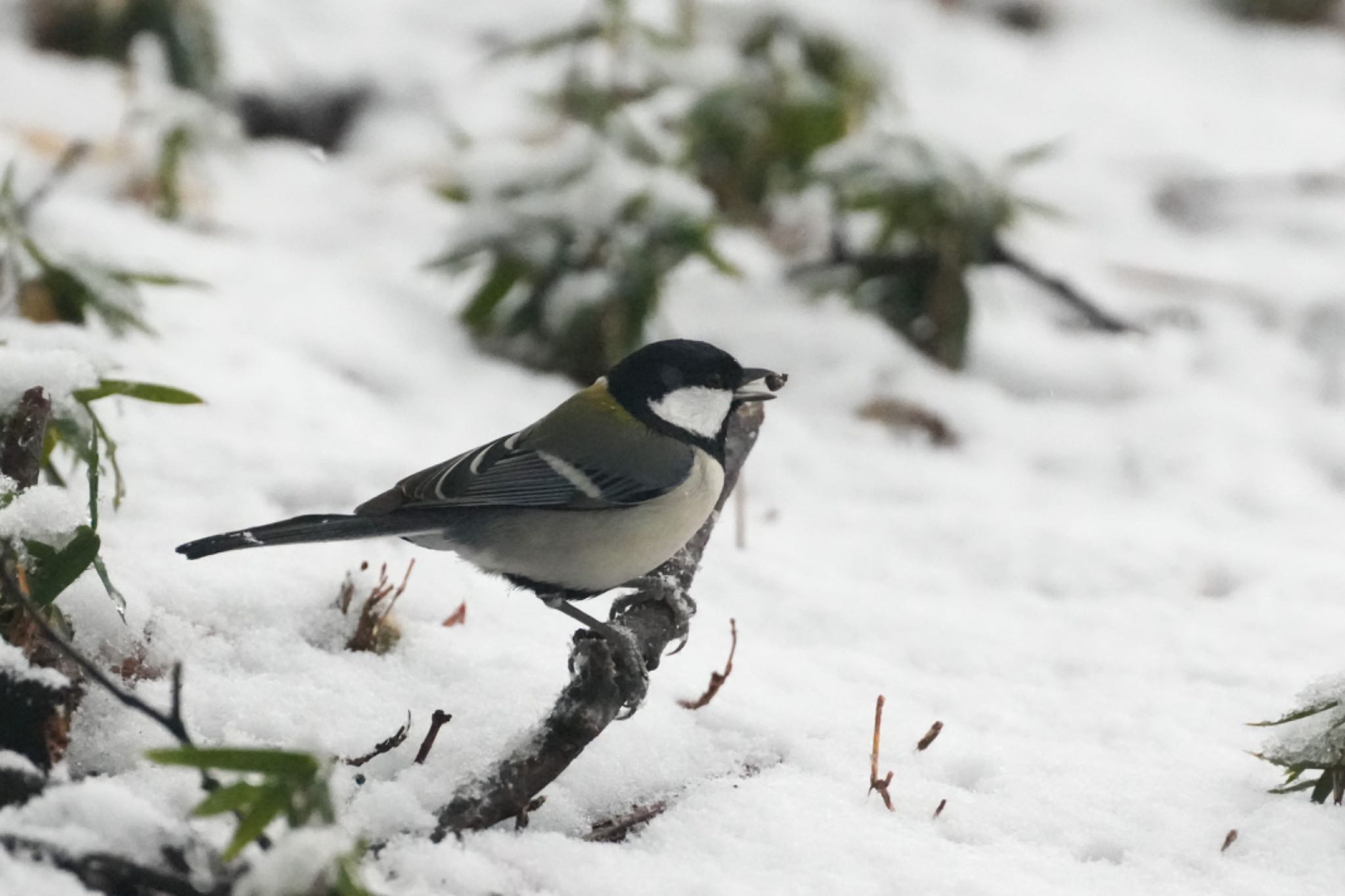 Japanese Tit