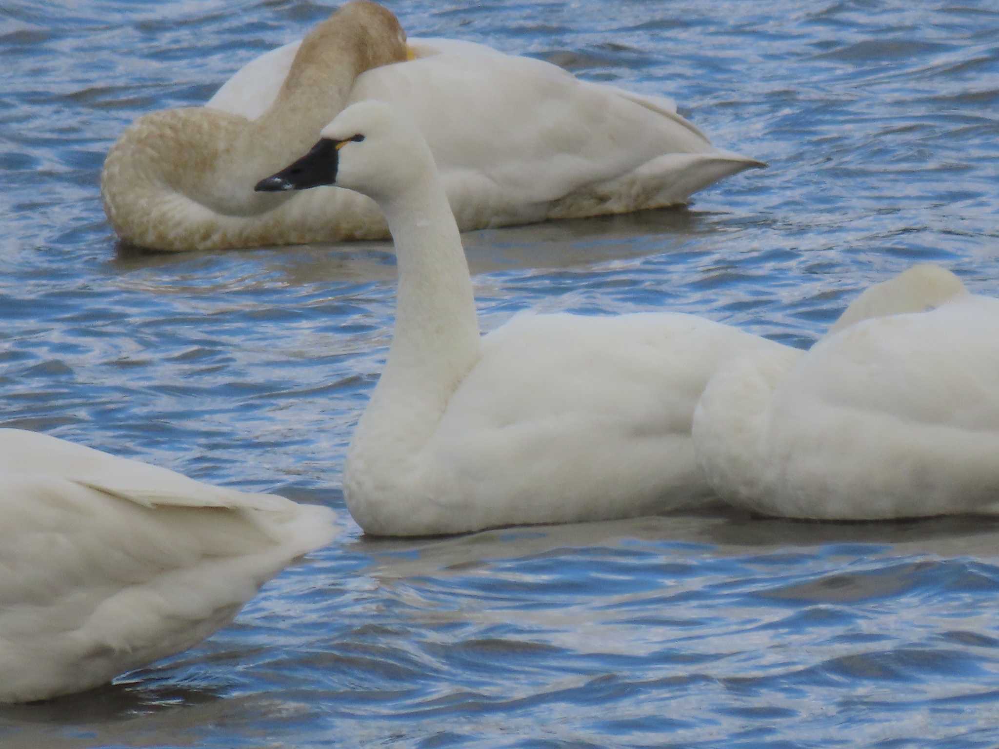 Tundra Swan(columbianus)