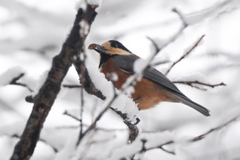 Varied Tit 大室公園 Mon, 2/5/2024