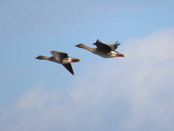 Tundra Bean Goose Izunuma Sat, 2/3/2024