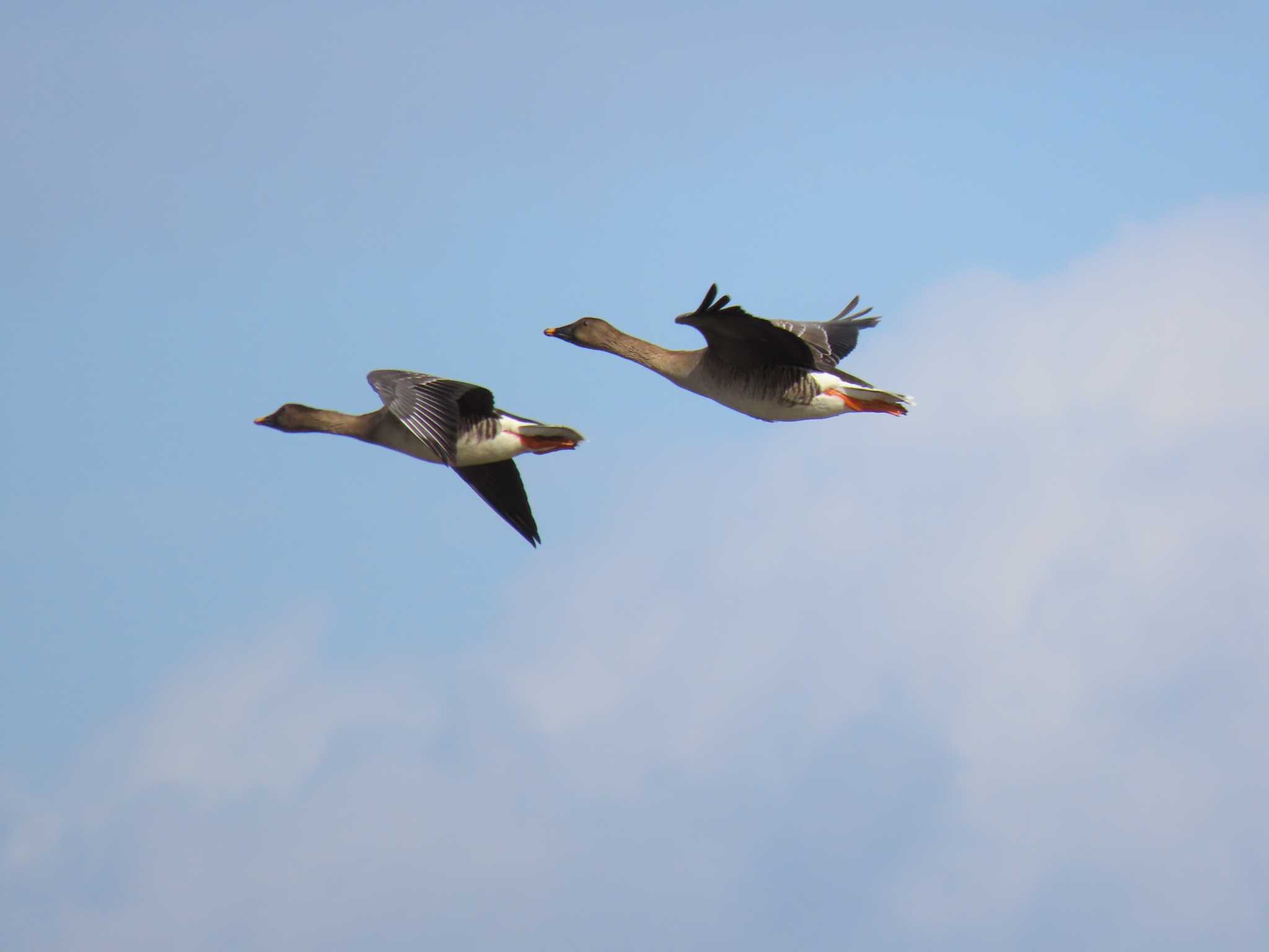 Tundra Bean Goose