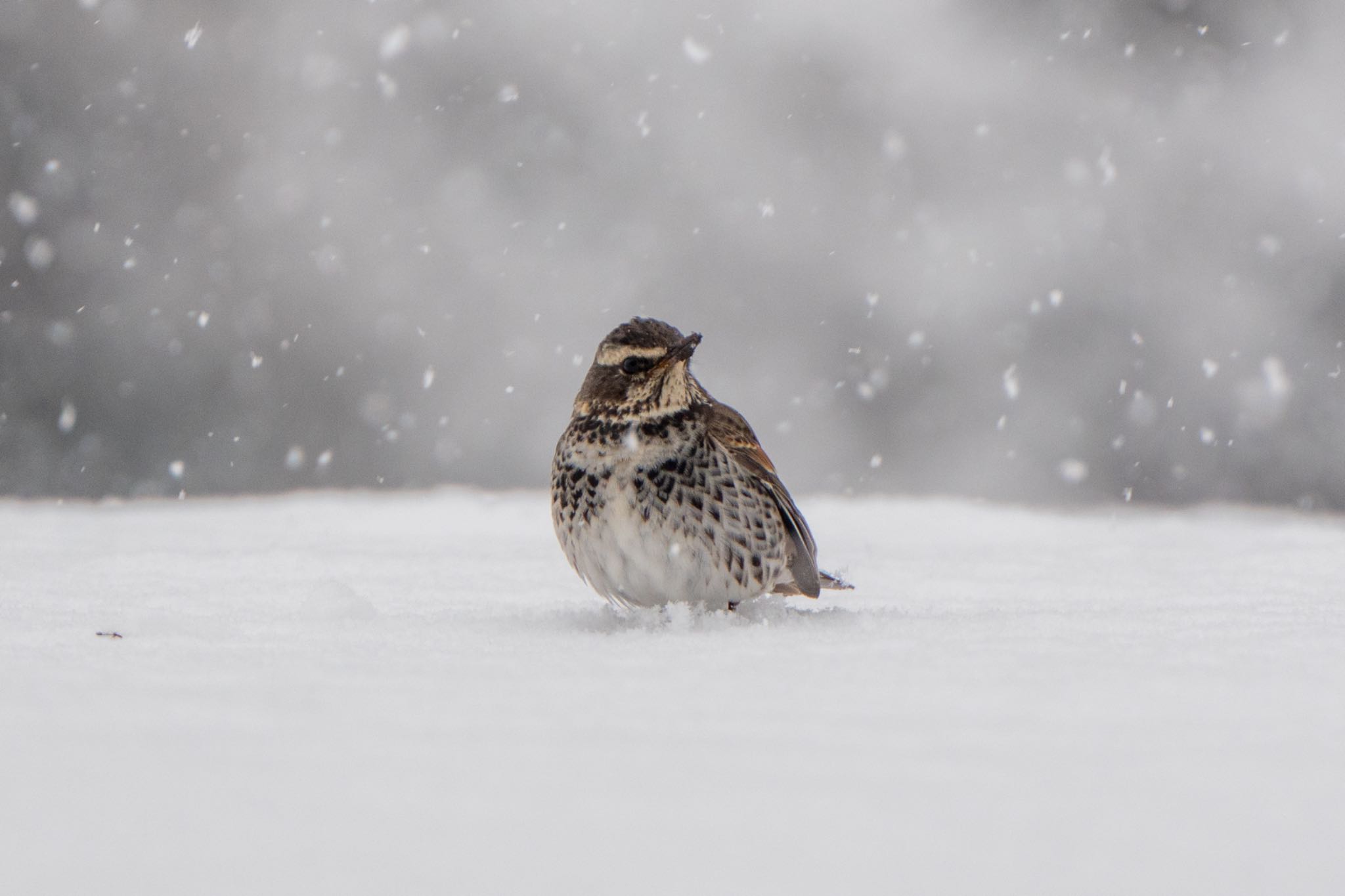 Dusky Thrush