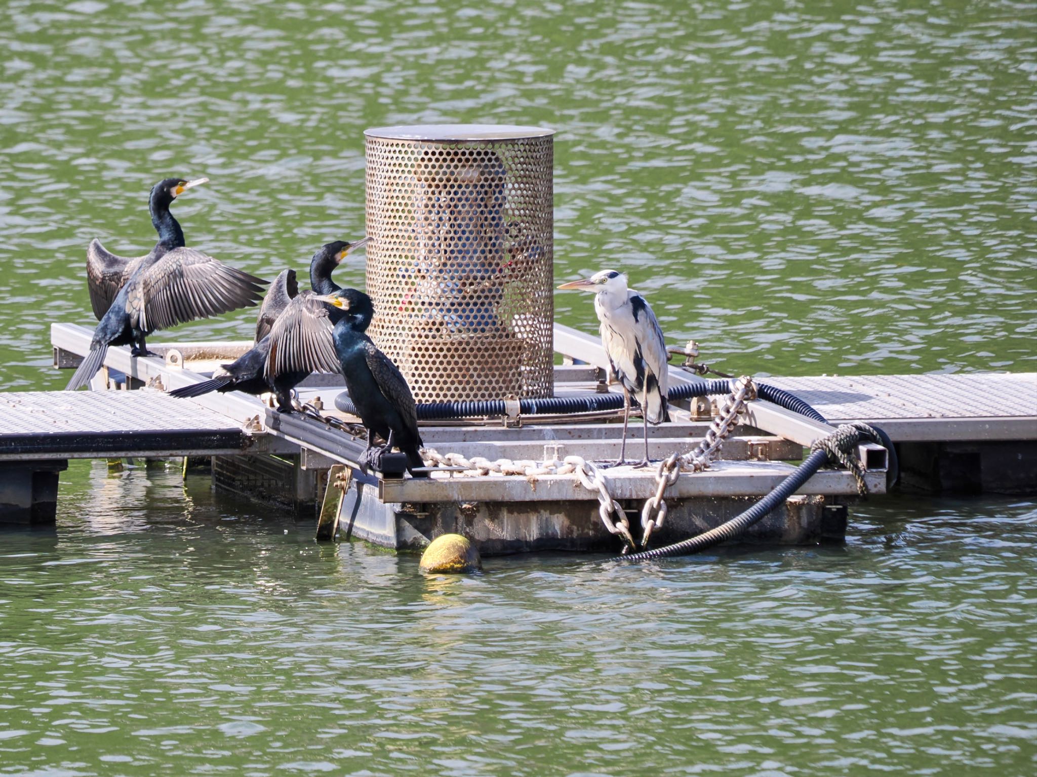 Grey Heron