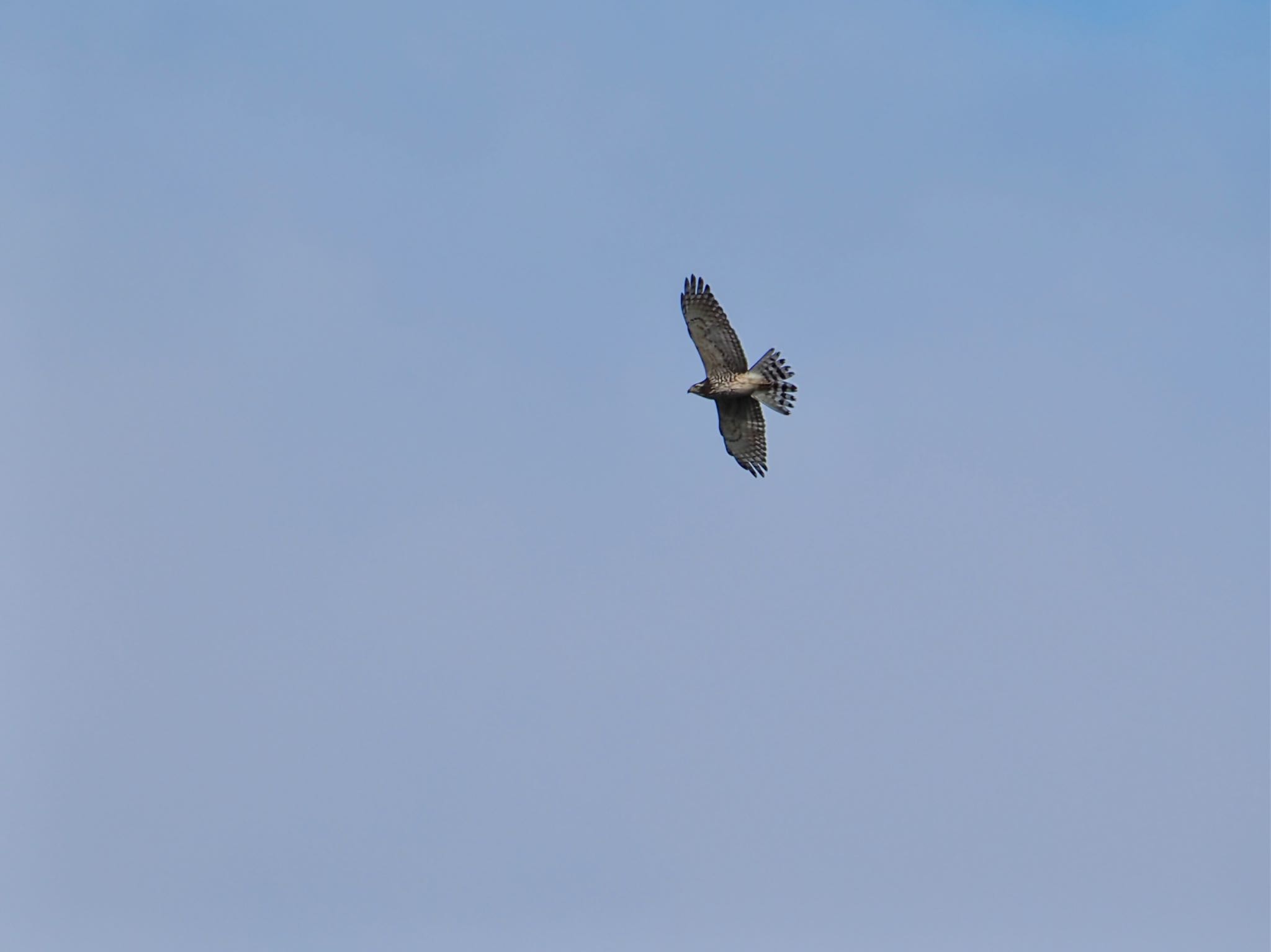 Grey-faced Buzzard