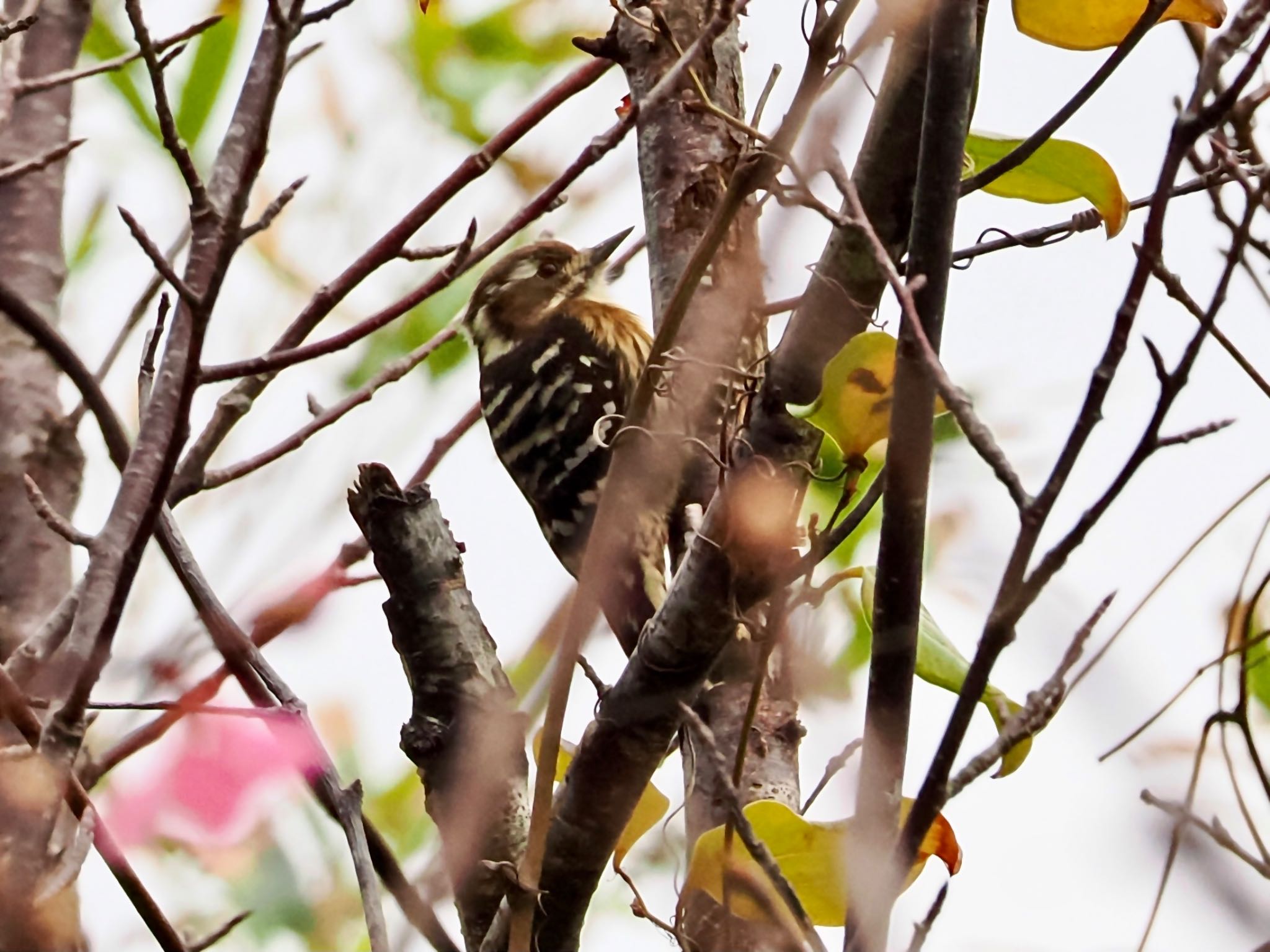 Japanese Pygmy Woodpecker(amamii)