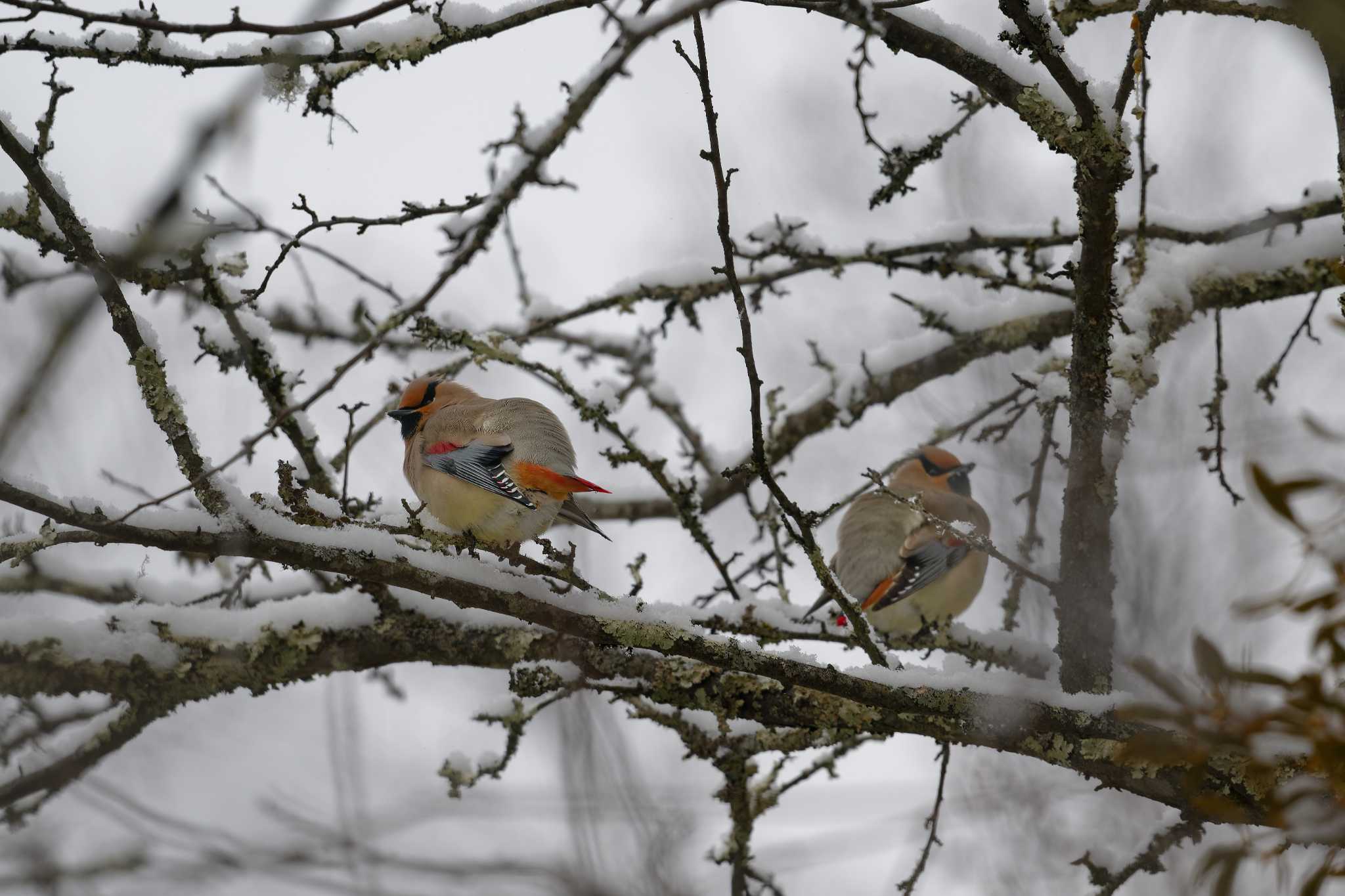 Photo of Japanese Waxwing at 長野県 by しの