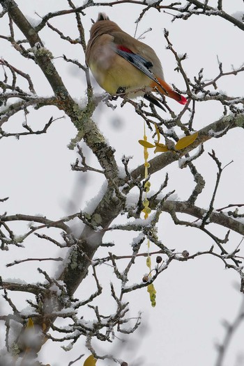 Japanese Waxwing 長野県 Sun, 2/4/2024