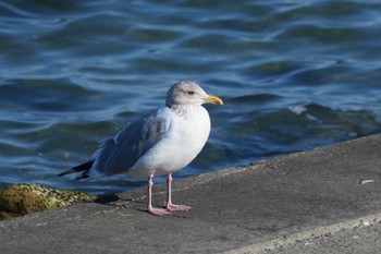 Vega Gull 日の出三番瀬沿い緑道 Sat, 2/3/2024