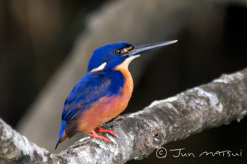Azure Kingfisher オーストラリア・ディンツリー周辺 Unknown Date