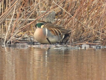 Sun, 2/4/2024 Birding report at 見沼自然公園