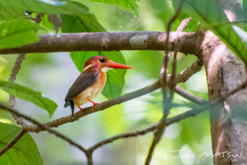 Sulawesi Dwarf Kingfisher Tangkoko NR(Indonesia Sulawesi Island) Unknown Date