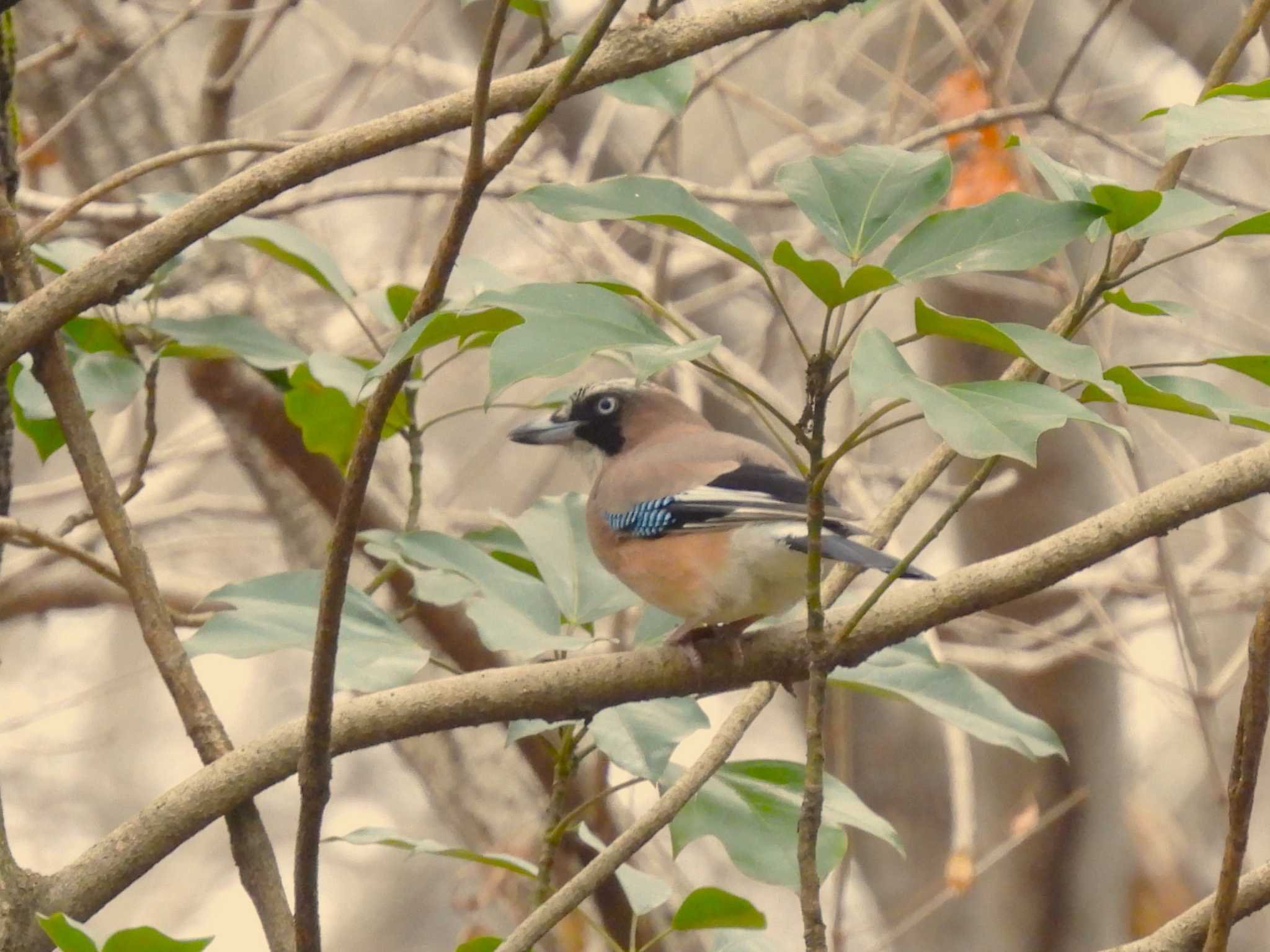 Eurasian Jay