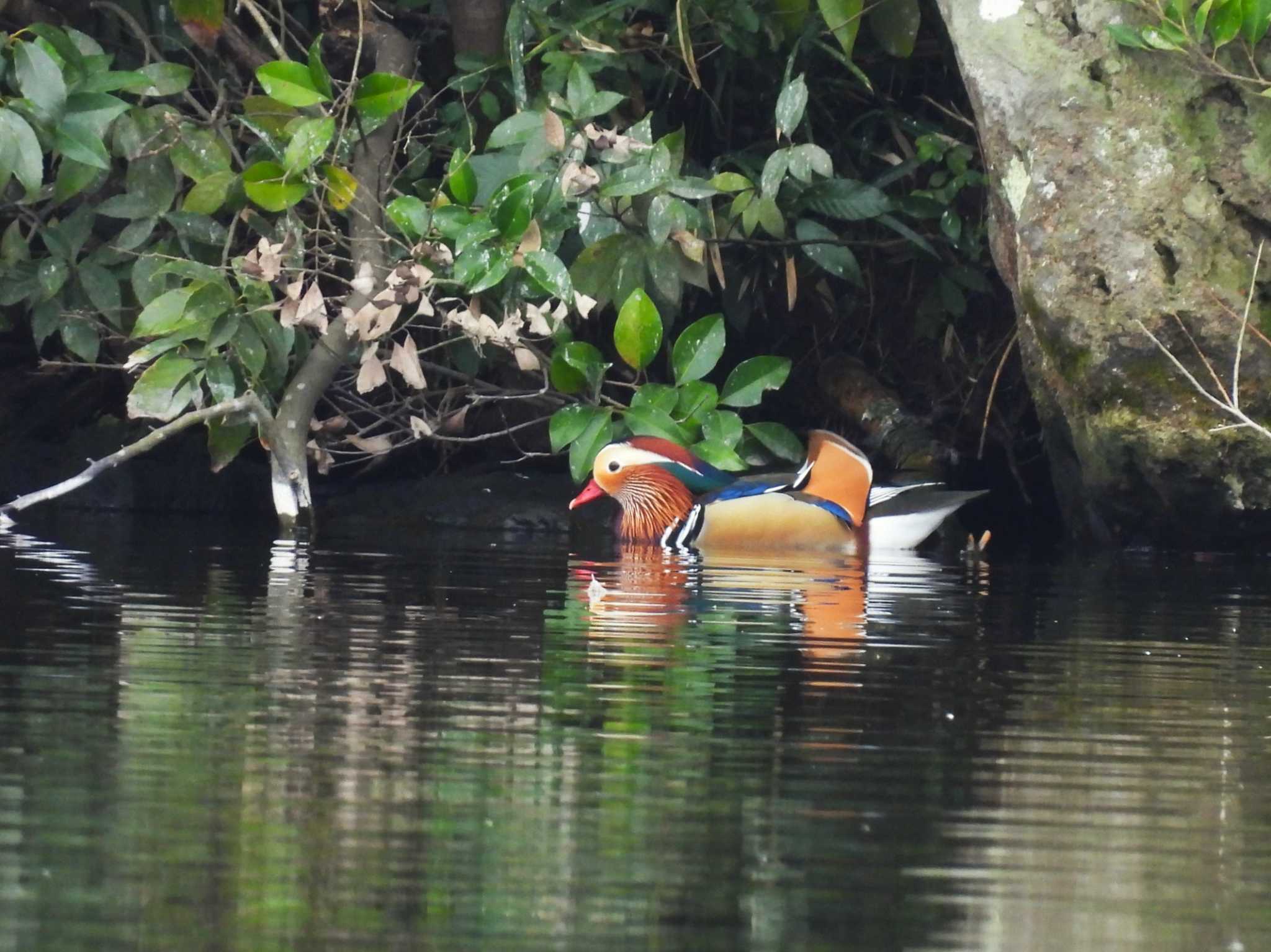 Mandarin Duck