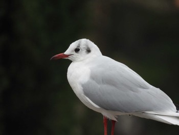 Sat, 12/16/2023 Birding report at 猿江恩賜公園