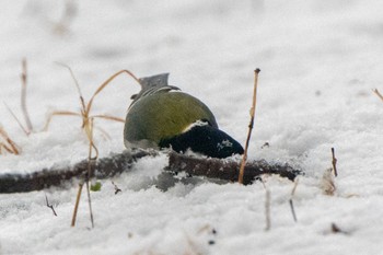 Japanese Tit 大室公園 Mon, 2/5/2024